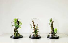 Ficus bonsai should be given as much light as possible to encourage strong growth. The New Terrarium 6 Top Trends For 2018 Gardenista