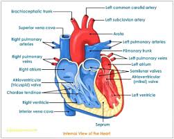 Pin On Human Anatomy Pictures