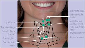 Image result for Submandibular Exam