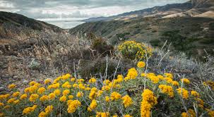 Santa cruz island, the largest and most diverse of the eight channel islands, has a long and varied history that is tied closely to its physical attributes. Santa Cruz Island Anniversary