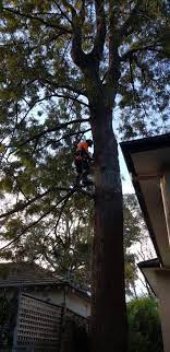 Tree Services Tree Service Tree Removal Service Tree Removal
