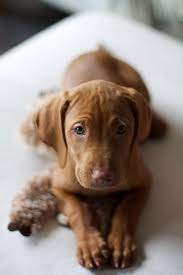 Locaal Recherchestetique Sweet Hungarian Vizsla Puppy Baby Dogs Puppies Vizsla Puppies