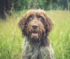 German wirehaired pointer puppy for sale in west plains, mo, usa. German Wirehaired Pointer Puppies Idaho Review At Puppies Api Ufc Com