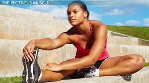 The pectineus muscle is the most anterior adductor of the hip. Pectineus Muscle Pain Injury Symptoms Treatment Recovery Video Lesson Transcript Study Com