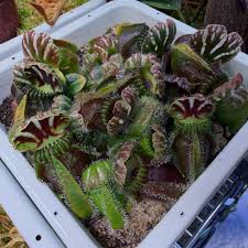 Image result for Nesaea heptamera