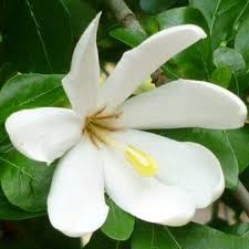 Image result for Gardenia cornuta