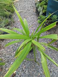 Image result for Setaria poiretiana