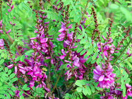 Image result for Indigofera hedyantha
