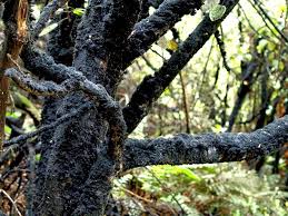 Image result for sooty mould