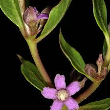 Image result for Raphionacme hirsuta