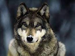 Image Result For Italian Wolf Wolf Dog Wolf Poster Wolf Wallpaper