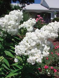 They also add height, heft, and charm to a border. Phlox David Bluestone Perennials