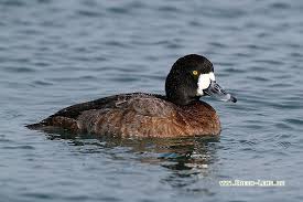 Посмотрите твиты по теме «#bergente» в твиттере. Bergente Vogel Green Lens De Naturfotografie