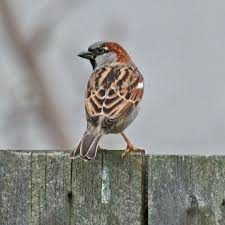 Common Birds Of North Idaho Calphotos Passer Domesticus House Sparrow Beautiful Birds Pretty Birds Pet Birds