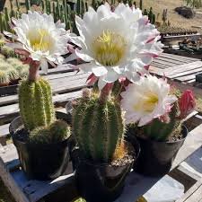 The earliest known use comes from a stone carving which dates back around 1300bc. Trichocereus Sun Goddess Are Blooming There Giant Flowers A Hybrid Of Grandiflorus But A Lot Bigger Trichocereus Grandiflor Giant Flowers Bloom Succulents