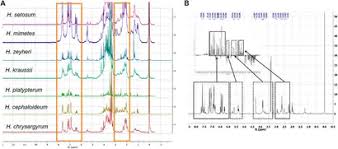 Image result for Helichrysum cephaloideum