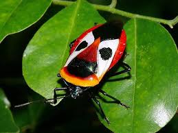 Ixora Shield Bug By Aussiecreatures Shield Bugs Unusual Animals Animals Bugs