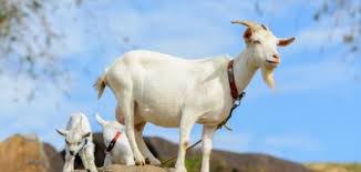 Miniature goats) فمدة الحمل لديه تكون 145. Ù…Ø¯Ø© Ø­Ù…Ù„ Ø§Ù„Ù†Ø¹Ø¬Ø© Ù…ÙˆØ¶ÙˆØ¹