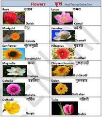 In this lesson, we will examine the topic of flower names in english. Govt Primary School Govtprimaryschoolg Profile Pinterest
