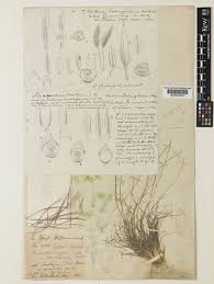 Image result for Oropetium capense