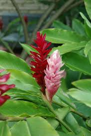 Red Torch Ginger And Pink Ginger In Los Yoses Costa Rica Pink Ginger Torch Ginger Flowers
