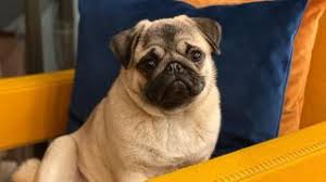 Chiara Maci ha dovuto dar via la sua cagnolina e sui social racconta il  perché