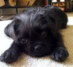 Pugapoo : Pug and Poodle Mix - Dog Breed Plus