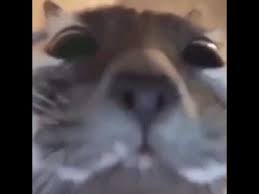 Funny Cat Staring At Camera Youtube
