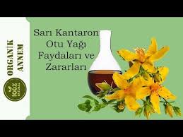 Kantaron Yagi Faydalari Nelerdir Kantaron Yagi Hakkinda Bilmedikleriniz Youtube Otlar Dogal Youtube