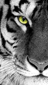 Maybe you would like to learn more about one of these? 45 White Tiger Iphone Wallpaper On Wallpapersafari