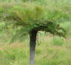 Image result for Cyathea dregei
