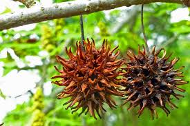 The round fruit balls are produced from fertilized flowers. Free Stock Photo Of Sweet Gum Tree Seeds Download Free Images And Free Illustrations
