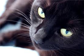 Does interacting with your feline companion bring tears of agony instead of tears of joy? Top Eye Problems For Cats