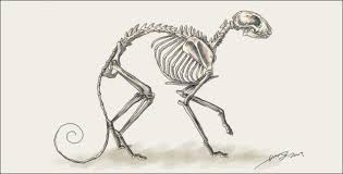 We did not find results for: Cat Skeleton By Liquidonyx On Deviantart