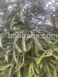 Image result for Cussonia natalensis