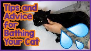 Everything you need to know. How To Bathe Your Cat Properly Advice And Tips On Cat Grooming And Bath Time Youtube