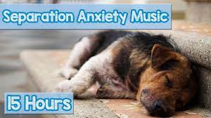 Dog separation anxiety is often unknowingly encouraged by dog owners. 15 Hours Of Deep Separation Anxiety Music For Dog Relaxation Helped 4 Million Dogs Worldwide New Youtube