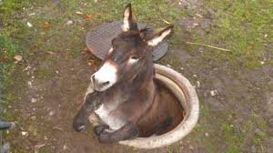 Funny donkey meme the people like damn image. Donkey A Funny Donkey Videos Compilation Pets And Animals Youtube