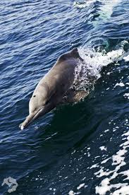 26 صور ستجعلك ترغب السفر إلى سلطنة ع مان Walrus Whale Animals