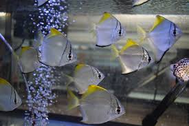 Image result for Monotes engleri