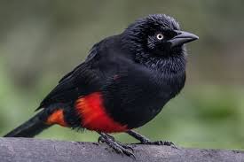 Bird With Red Mohawk 