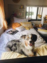 Yellow Dorm Inspo Dorm Room Inspiration Dorm Room Decor Dorm Sweet Dorm