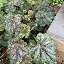 Image result for heuchera americana