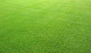 Bermudagrass Bermuda Grass Bermuda Grass Care Grass Care