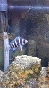 Frontosa African Cichlids Cichlids Aquarium Fish