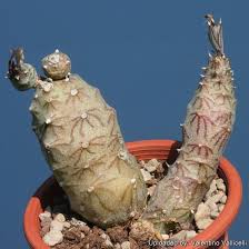 Image result for Kleinia