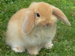 Iepurele de pasti un nou. Iepurasul Jucaus Adorabile Cele Mai Nostime Animale In Imagini Haioase