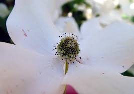 Image result for Pandiaka confusa