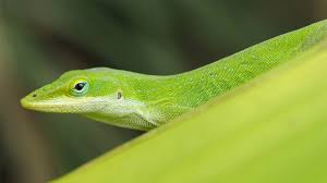 You can make it from tabasco sauce and water or something similar. Hillsborough County Yard Lizards A Florida Staple Like Sunshine And Palm Trees