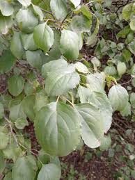 Image result for Rhamnus staddo